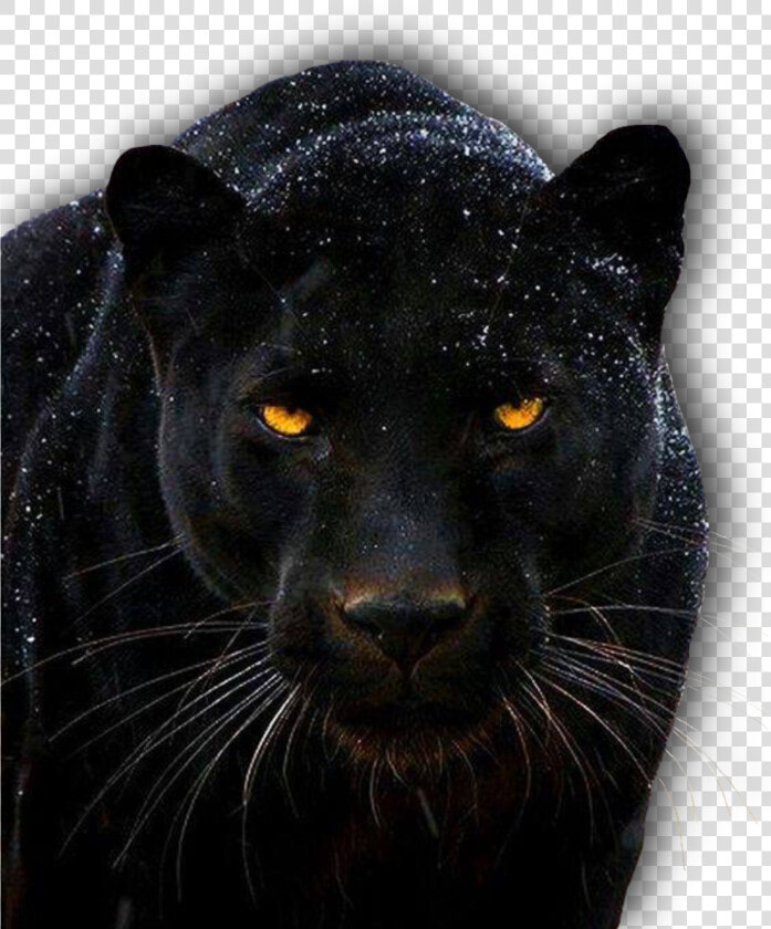 Panther 1705220 1920   Black Jaguar Animal Hd  HD Png DownloadTransparent PNG