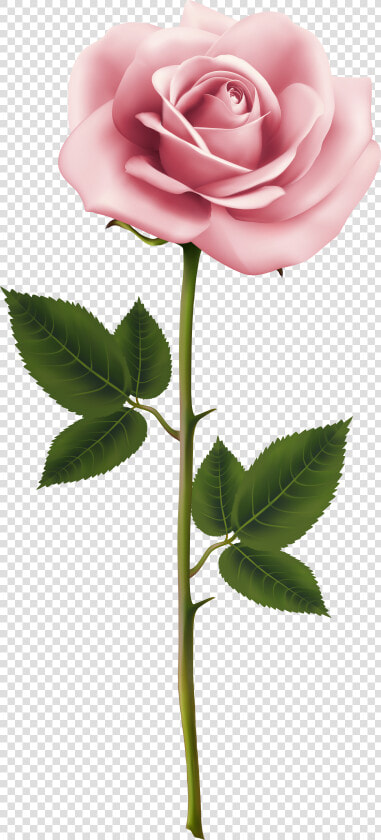 Real Flower Png   Real Pink Rose Png  Transparent PngTransparent PNG