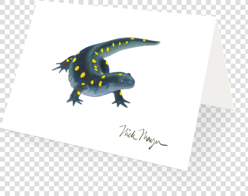 Yellow Spotted Salamander  HD Png DownloadTransparent PNG