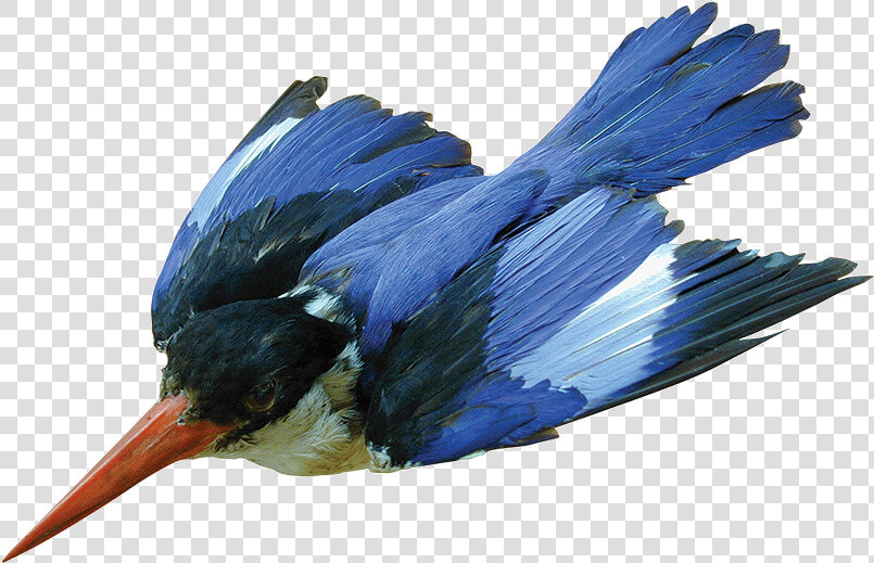 Kingfisher   Belted Kingfisher  HD Png DownloadTransparent PNG