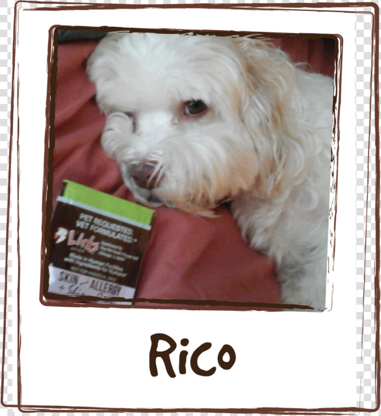 “rico Has Skin Allergy Problem  He At Times Constantly  HD Png DownloadTransparent PNG