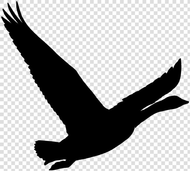 Bird  Goose  Wild Goose  Nature  Pet  Animal  Flying   นก บิน สวย ๆ  HD Png DownloadTransparent PNG