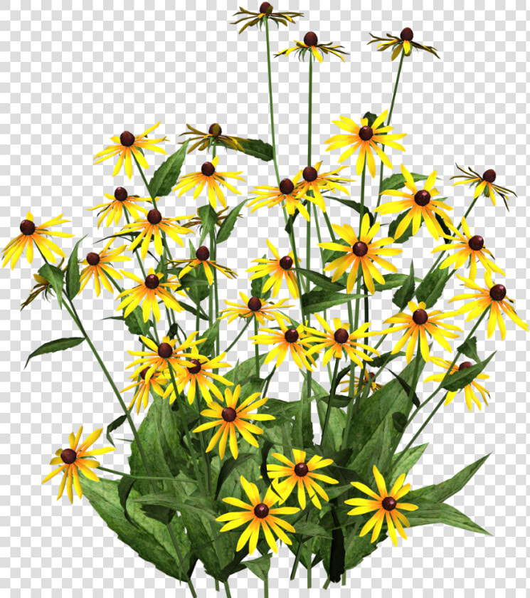 Daffodils  Poplar  Blackeyed Susans   Black Eyed Susan Png  Transparent PngTransparent PNG