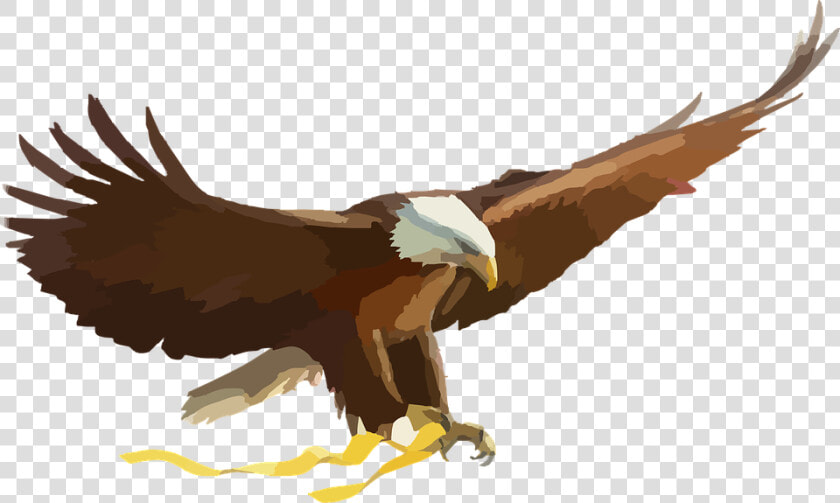 Bald Eagle  Eagle  Bird Of Prey  Raptor  Flying   Philippine Eagle Flying Vector  HD Png DownloadTransparent PNG