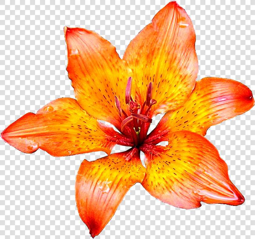 Lily Flower Png Images Transparent Images Free Download   Lily Flower White Background  Png DownloadTransparent PNG