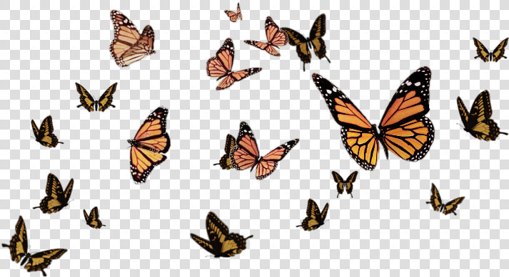  ftestickers  butterflystickers  butterflies  butterfly   Flying Butterflies Transparent Background  HD Png DownloadTransparent PNG