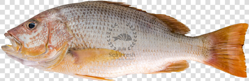 Red Snapper  HD Png DownloadTransparent PNG