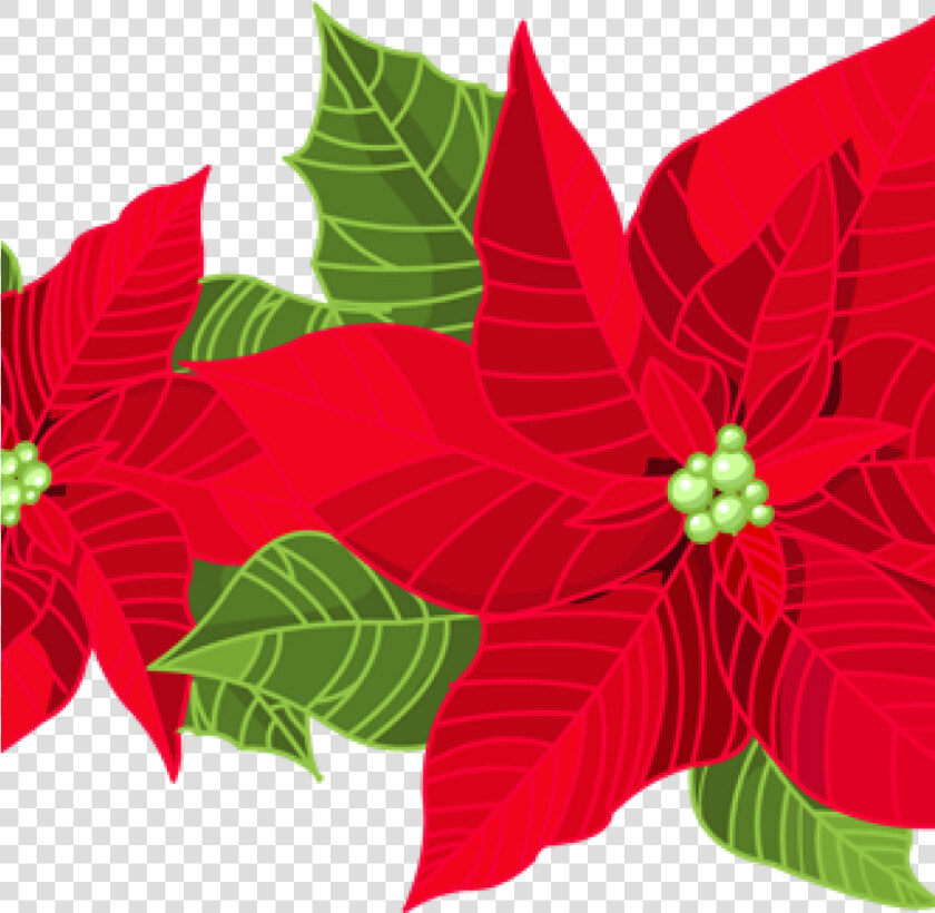 Transparent Poinsettia Png  Png DownloadTransparent PNG