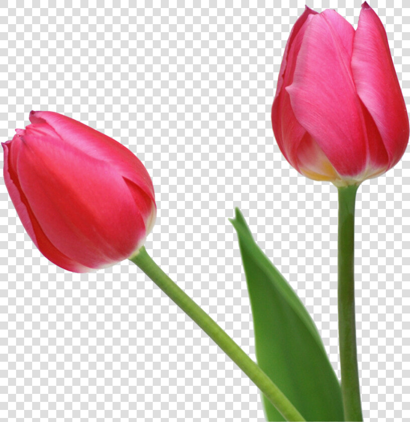 Best Free Tulip Icon Clipart   Tulips With No Background  HD Png DownloadTransparent PNG