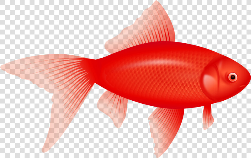 Feeder fish   Clipart Transparent Background Fish  HD Png DownloadTransparent PNG