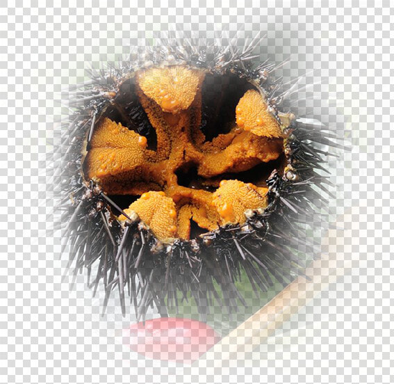 Image   Image   Image   Sea Urchin   Png Download   Sea Urchin  Transparent PngTransparent PNG