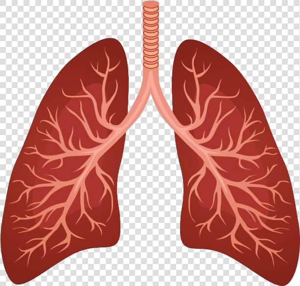 Lungs Png   Imagen Del Pulmon Humano  Transparent PngTransparent PNG