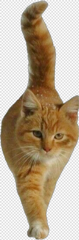  cat  cutout  ginger  orange  walking  freetoeditnot   Domestic Short haired Cat  HD Png DownloadTransparent PNG