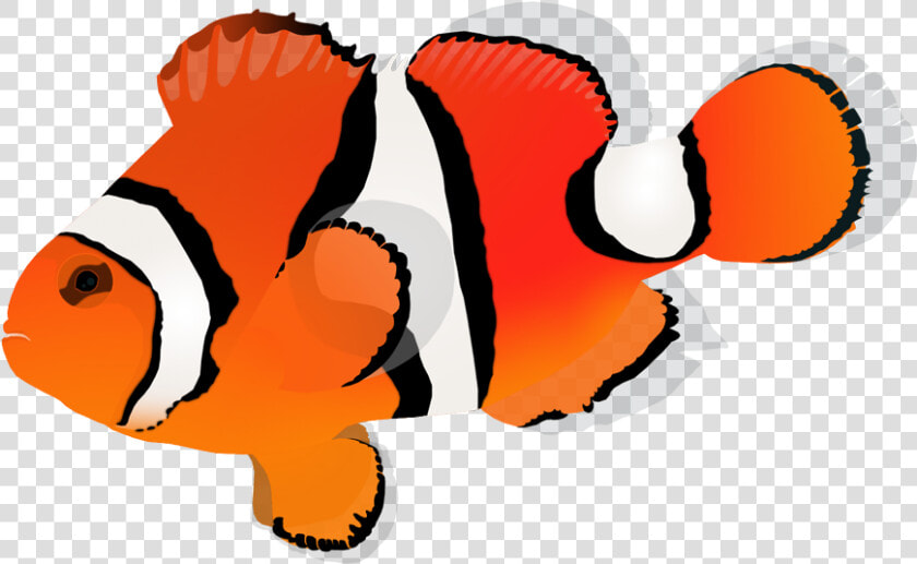 Orange Clownfish   Clownfish  HD Png DownloadTransparent PNG