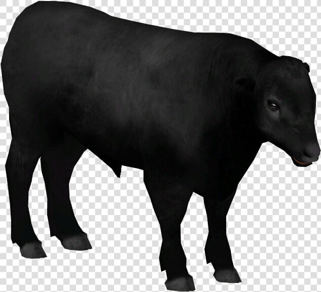 Aberdeen Angus Cattle   Cattle  HD Png DownloadTransparent PNG