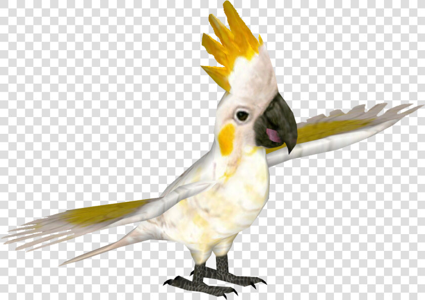 Transparent Cockatoo Png   Zoo Tycoon 2 Cacatua  Png DownloadTransparent PNG