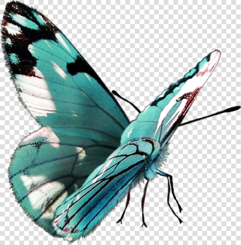  freetoedit  butterfly   Papilio  HD Png DownloadTransparent PNG