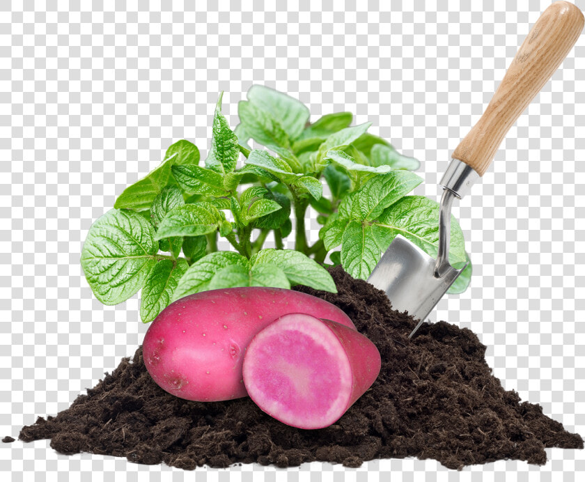 Transparent Planting Seeds Clipart   Kompos Png  Png DownloadTransparent PNG