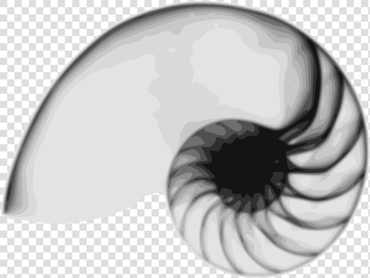 Free Vector Nautilus   Nautilus Free  HD Png DownloadTransparent PNG