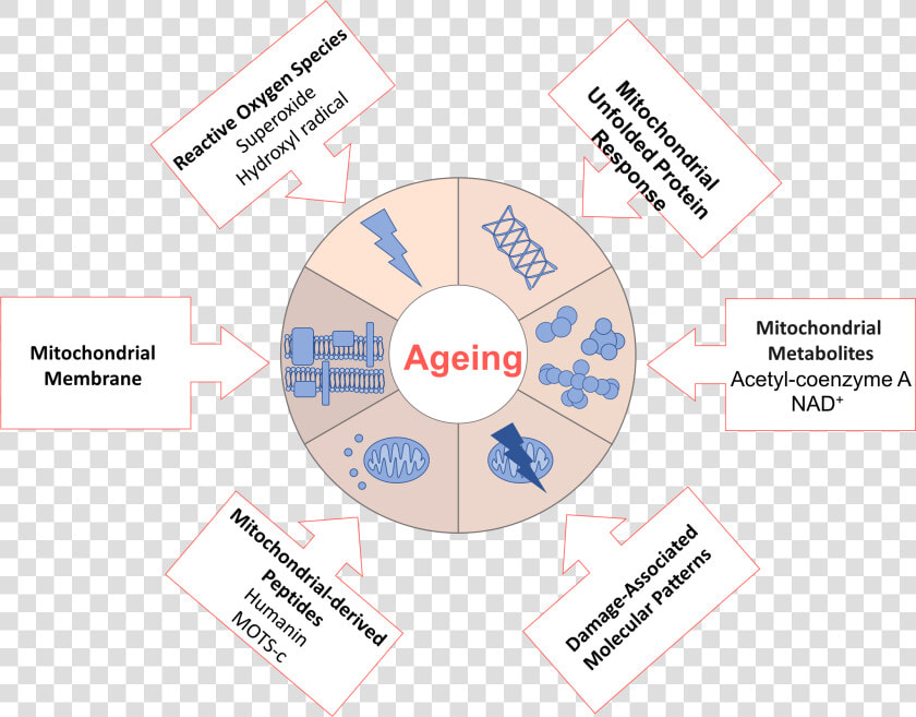 File   Ageingdw001   Theory Of Aging Mechanism  HD Png DownloadTransparent PNG