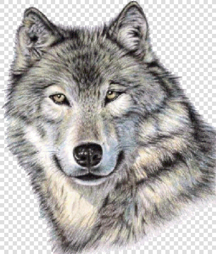 Cute Wolf Face Png Image   Wolf Portrait Drawing  Transparent PngTransparent PNG