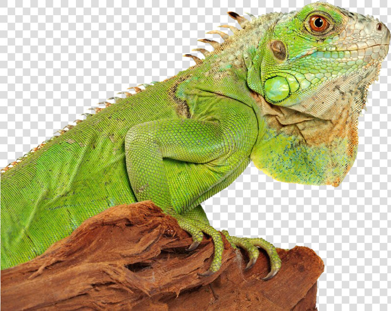 Iguana Png  Transparent PngTransparent PNG