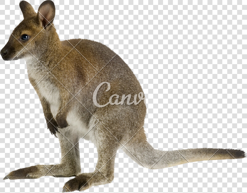 Photos By Canva   Name  HD Png DownloadTransparent PNG