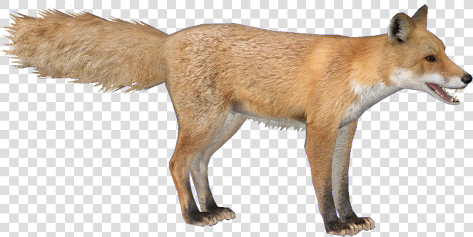 Foxred Hendrix   Zoo Tycoon 2 Fox  HD Png DownloadTransparent PNG