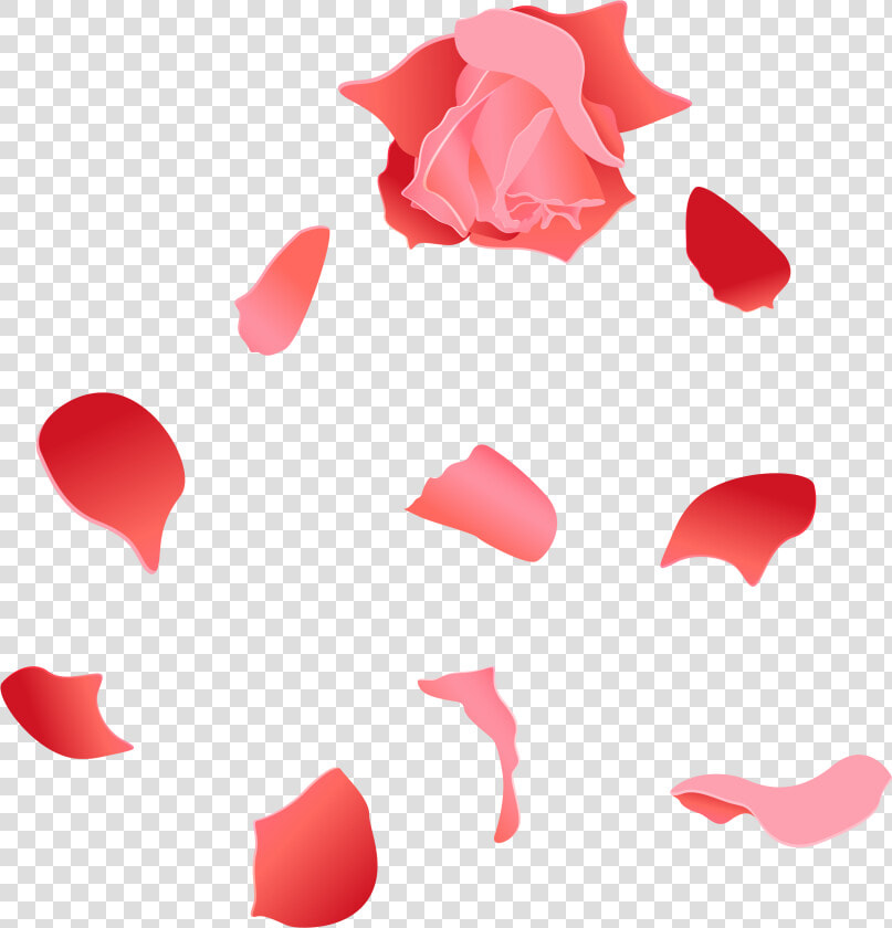 Beach Rose Petal Euclidean Vector   Rose Petal Vector Png  Transparent PngTransparent PNG