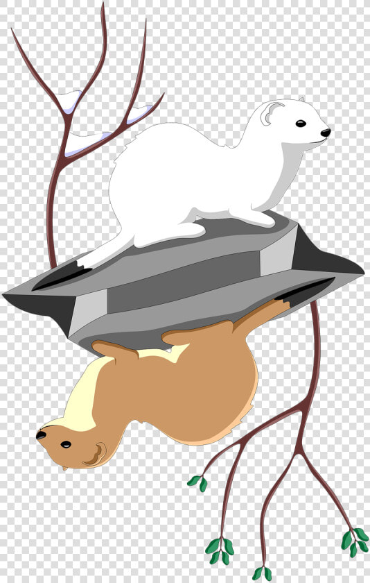 Least Ermine Stock   Clipart Stoat Animal Art  HD Png DownloadTransparent PNG