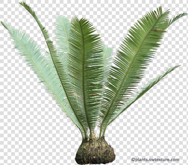 Cycas Palm Png  Transparent PngTransparent PNG