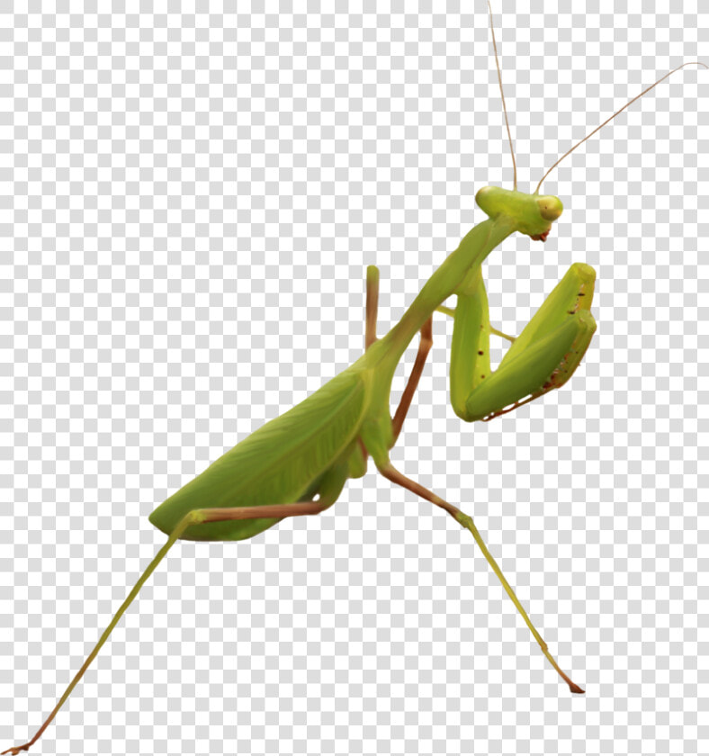 Background Mantis Transparent   Mantidae  HD Png DownloadTransparent PNG