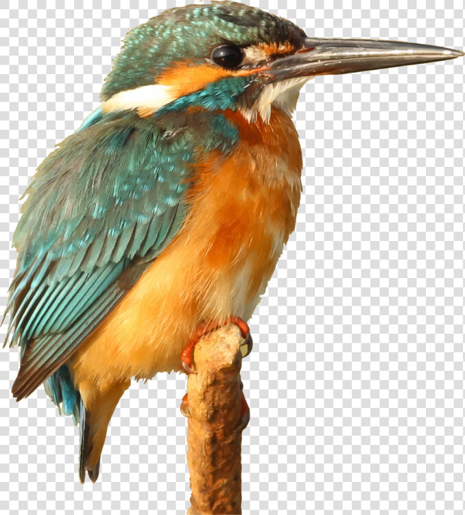 Caption For Kingfisher Bird  HD Png DownloadTransparent PNG