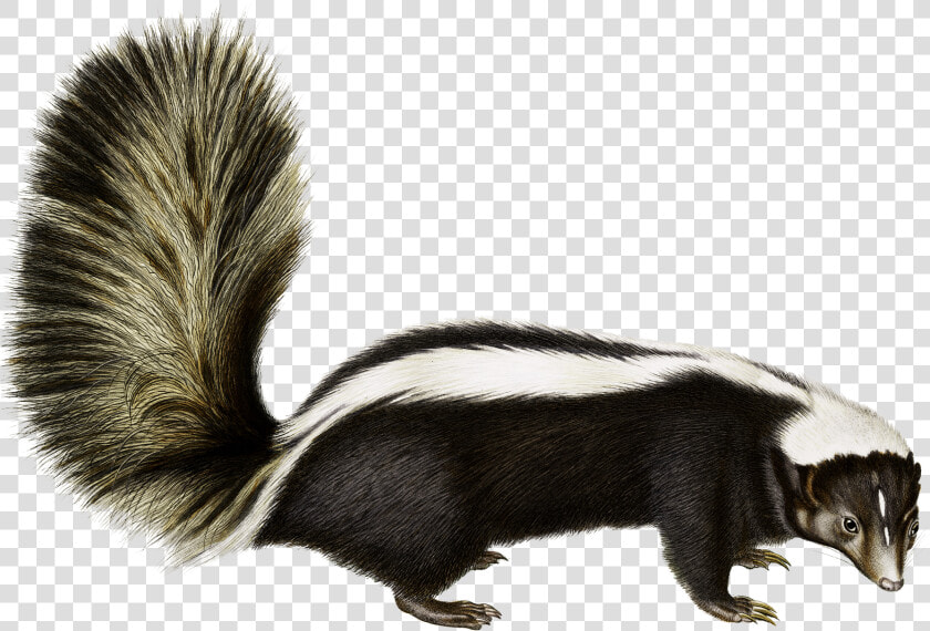 Rodent Animal Fauna Fur Wildlife   Skunk Transparent Background  HD Png DownloadTransparent PNG