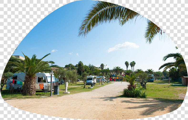 Camping Con Area Camper E Caravan   Attalea Speciosa  HD Png DownloadTransparent PNG