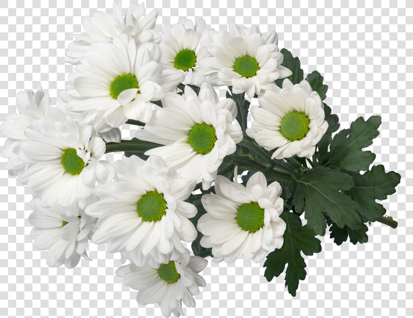 Sp My White 3d2   Oxeye Daisy  HD Png DownloadTransparent PNG