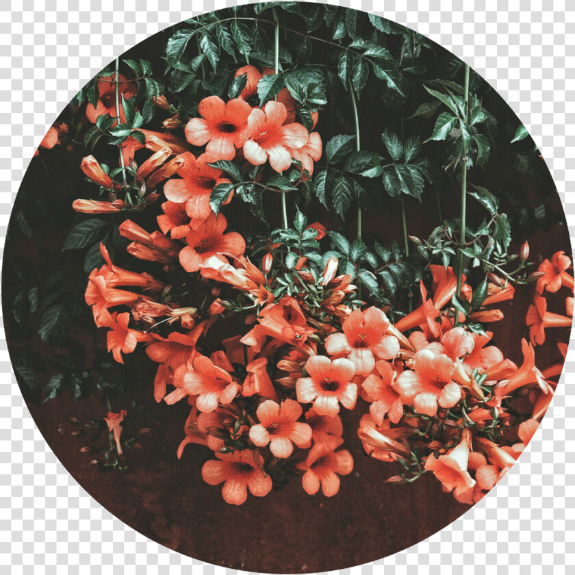  stiker  tumblr  edit  flores  flower  circulos   Não Espere Perder Pra Valorizar  HD Png DownloadTransparent PNG