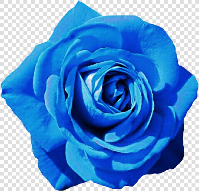 Sky Blue Rose By Jeanicebartzen27 On Deviantart   Blue Hd Rose Png  Transparent PngTransparent PNG