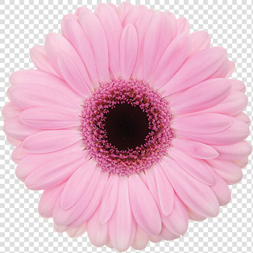 Florist Holland Gerbera Specialist  HD Png DownloadTransparent PNG