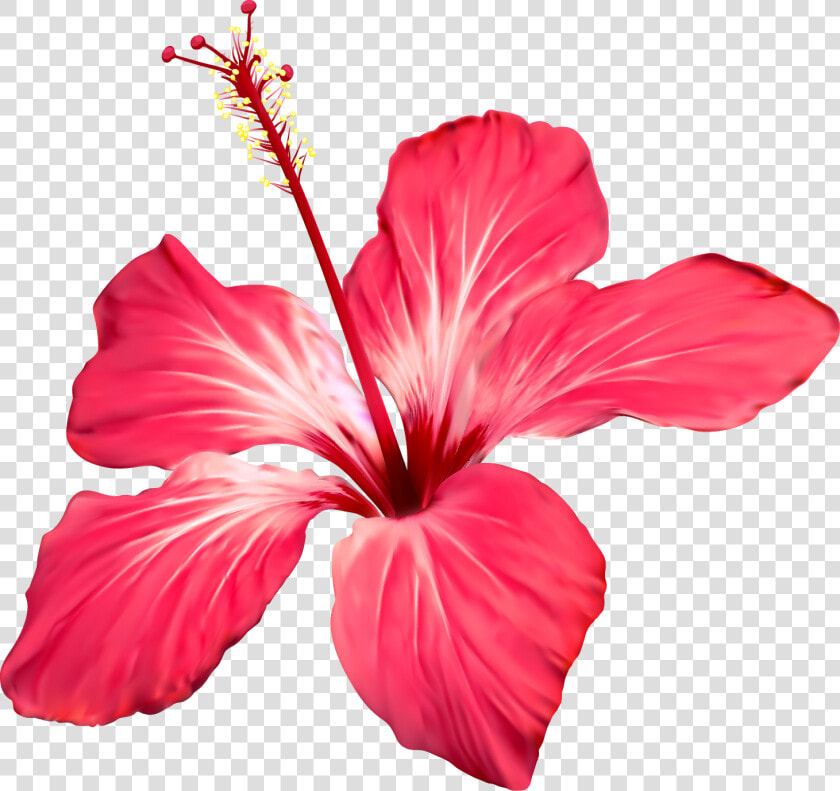 Clip Art Image Result For Flor   Hibiscus Flower  HD Png DownloadTransparent PNG