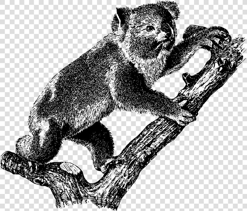 Koala 2 Clip Arts   Arboreal Animals Black And White  HD Png DownloadTransparent PNG