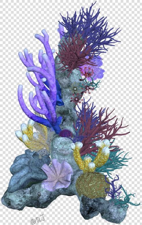 Pin Coral Reef Clipart Png   Coral Clipart Coral Reefs Coral Png  Transparent PngTransparent PNG