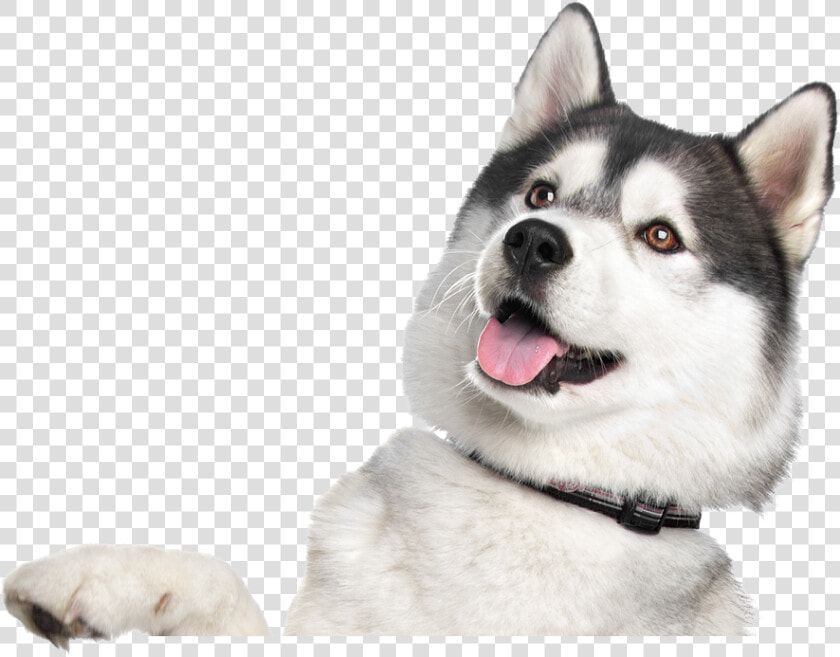 Husky Png   Happy Valentines Day Husky  Transparent PngTransparent PNG