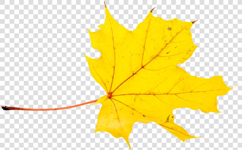 Transparent Leaf Pile Png   Feuille Jaune Automne Png  Png DownloadTransparent PNG