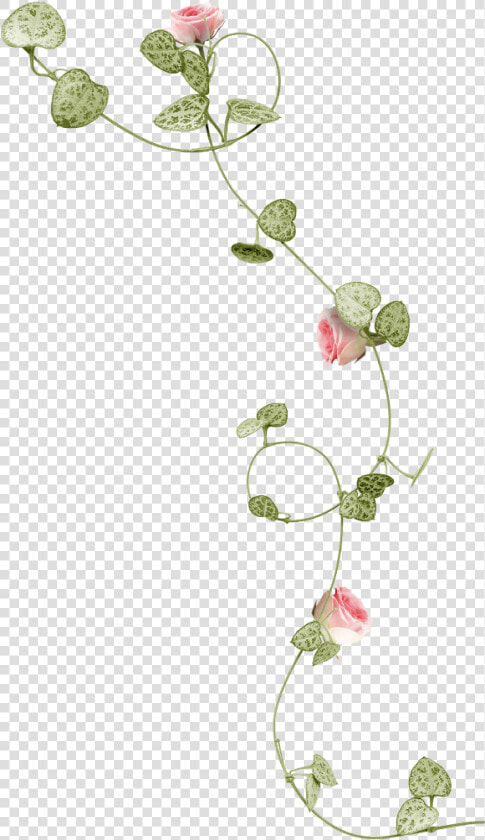  mq  pink  flowers  vines  leaf   Watercolor Flower Vine Png  Transparent PngTransparent PNG