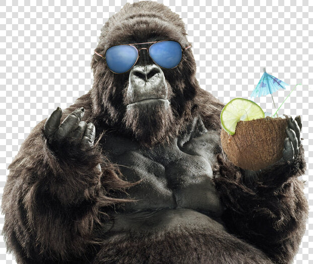 Summer Sunglasses Primate Vacation Gorilla Western   Fondos De Pantalla Hd Gorilas  HD Png DownloadTransparent PNG