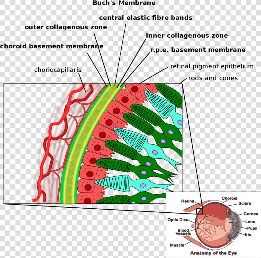 Bruch  39 s Membrane  HD Png DownloadTransparent PNG