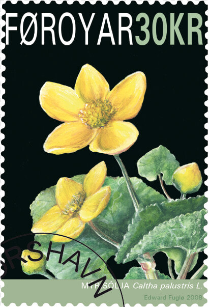 Faroe Islands National Flower  HD Png DownloadTransparent PNG