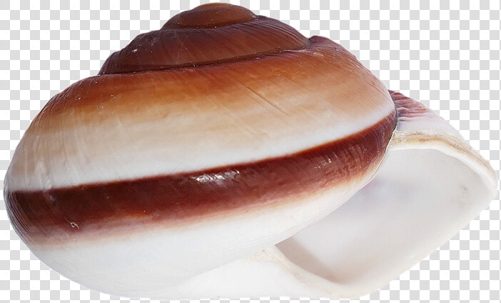 Concha  Conchas  Mar  Blanco  Playa  Naturaleza   Seashell  HD Png DownloadTransparent PNG