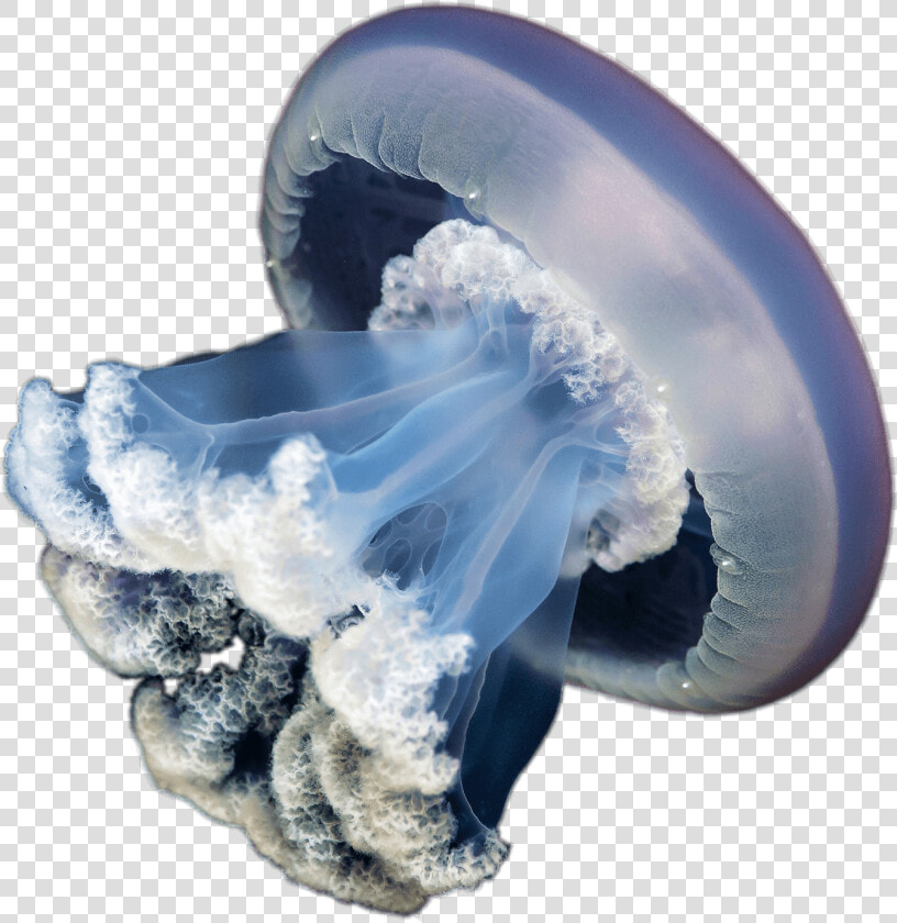 Cnidaria   Transparent Background Jellyfish Transparent  HD Png DownloadTransparent PNG